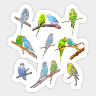 Lots of colorful parakeets - cute little birds Sticker